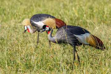 Pair of Grey Crowned Crane walking in the grass on the savanna