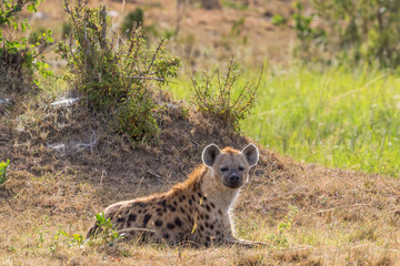 Spotted Hyena lying down in the grass of the savannah and rests