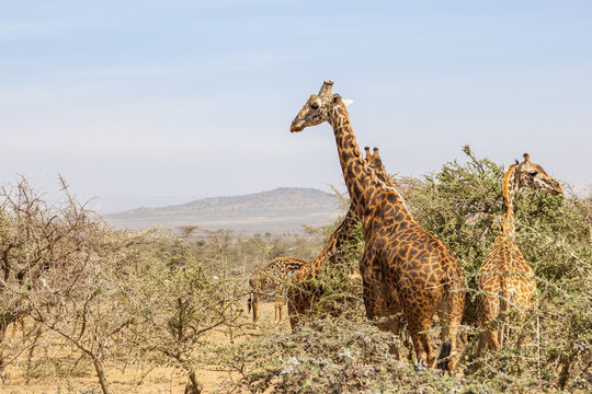 Flock of Giraffes at the trees on the savanna