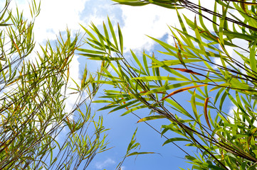 leaf bamboo blue sky