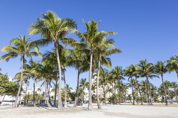Fototapeta na wymiar Palm Trees in Miami Beach