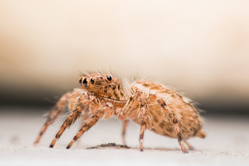 Spider,jumping Spider