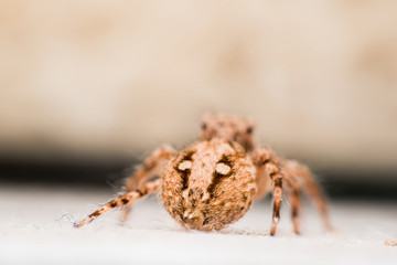 Spider,jumping Spider