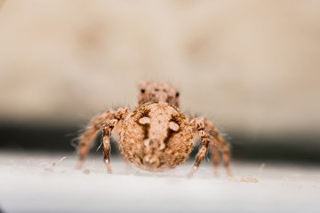 Spider,jumping Spider