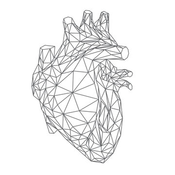 Cuore umano anatomico, forma del cuore reale in stile lineare polygonale, linee grigie sullo sfondo bianco, illustrazione vettoriale