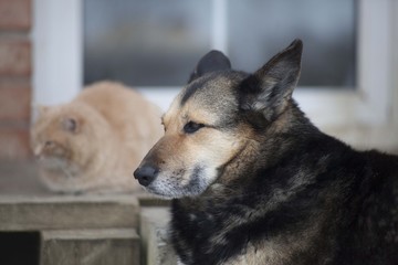 dog and cat