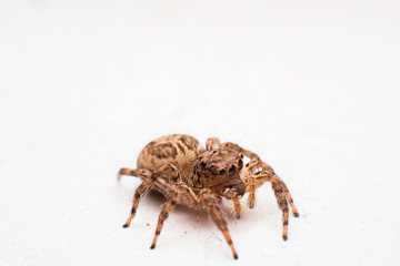 Spider,jumping Spider
