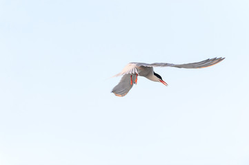Common Tern hanging in midair