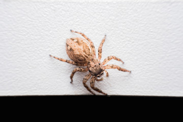 Spider,jumping Spider