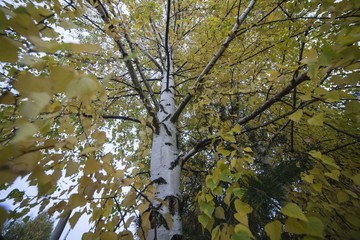 Fototapeta premium Autumn, birch with yellow leaves