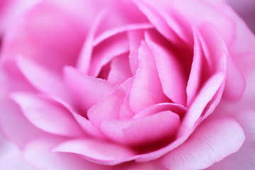 ラナンキュラス