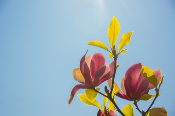 Magnolia branch with pink flowers on blue sky background