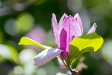 Single magnolia pink flower on green background