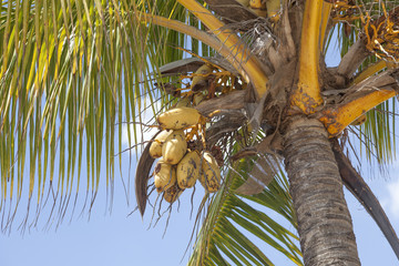 Naklejka premium Coconut palm tree