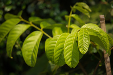 Green leaf of rambutan fruit