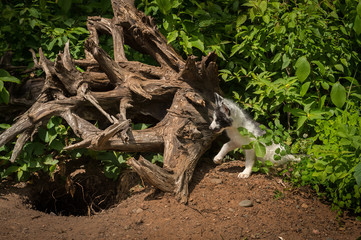 Marble Fox (Vulpes vulpes) By Roots