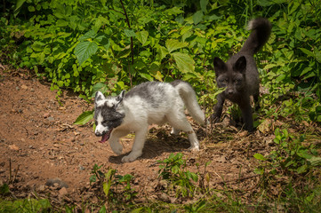 Marble and Silver Fox (Vulpes vulpes)