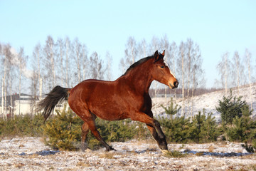 Beautiful bay horse galloping free