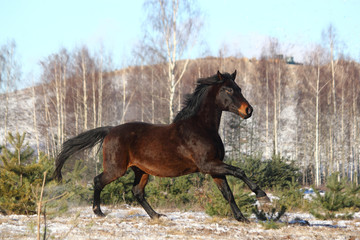 Black beautiful holsteiner galloping free
