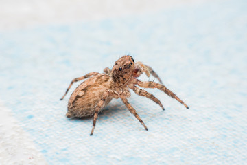 Spider,jumping Spider
