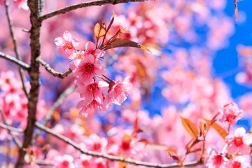 Beautiful cherry blossom or sakura with nice blue sky, selective focus