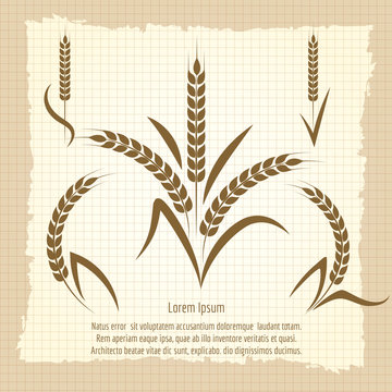 Wheat branches design vector illustration. Harvest vintage poster