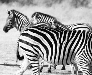 Fototapeta na wymiar zebra ib Botswana