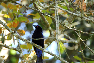 fairy blue bird