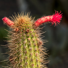 cactus blooms 