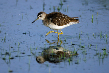 wood sandpiper