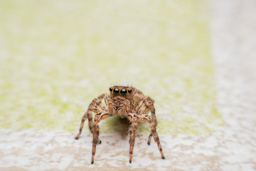 Spider,jumping Spider