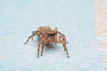 Spider,jumping Spider