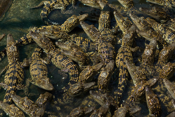 Crocodiles nursery pond.