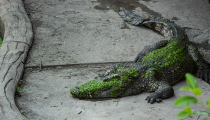 Fresh water crocodile live on ground in crocodile farm