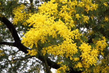 Branche de mimosa