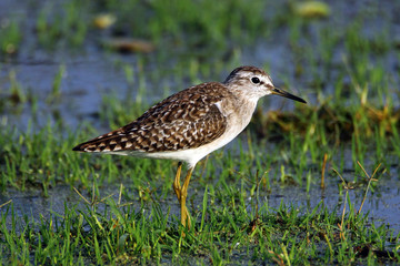 wood sandpiper