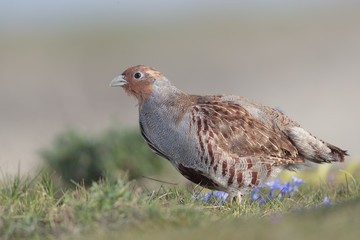 Grey partridge 010