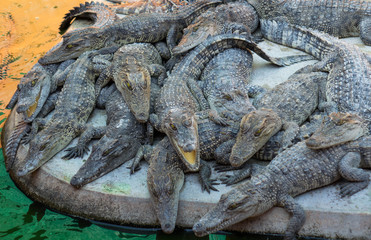 Young crocodile live in farm