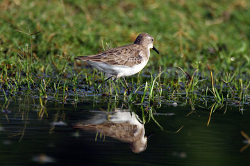 ruff-sandpiper