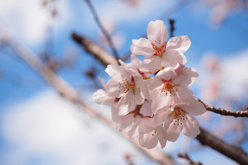 青空と桜
