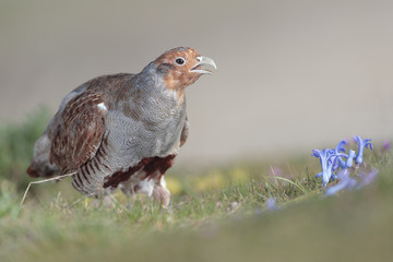 Grey partridge 009