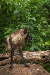 Black Phase Grey Wolf (Canis lupus) Over Log Looks Right