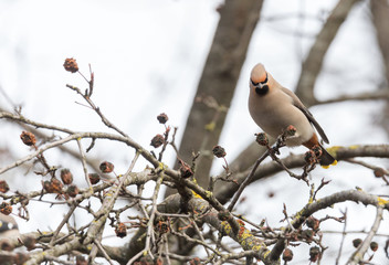 Bohemian Waxwing