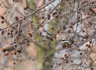 Bohemian Waxwing