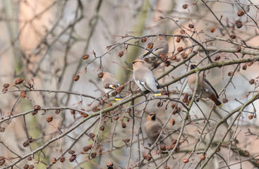 Bohemian Waxwing