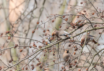 Bohemian Waxwing