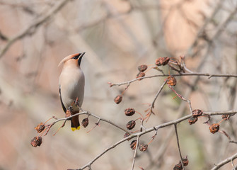 Bohemian Waxwing