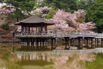 Fototapeta na wymiar 浮見堂の桜
