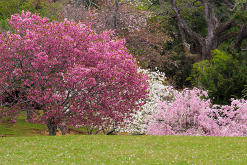 濃いピンクの桜