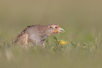 Grey partridge 006